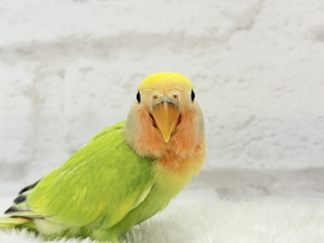 コザクラインコ（小桜インコ）