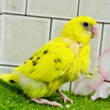 今回は主張少な目なトラ柄？？　セキセイインコ