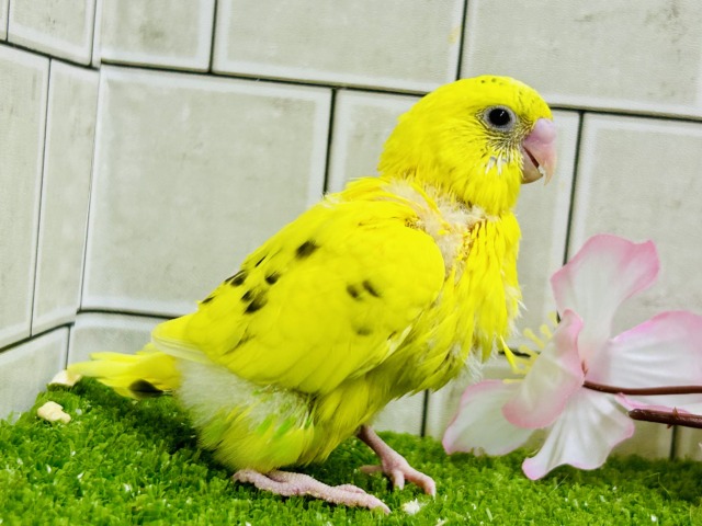 今回は主張少な目なトラ柄？？　セキセイインコ
