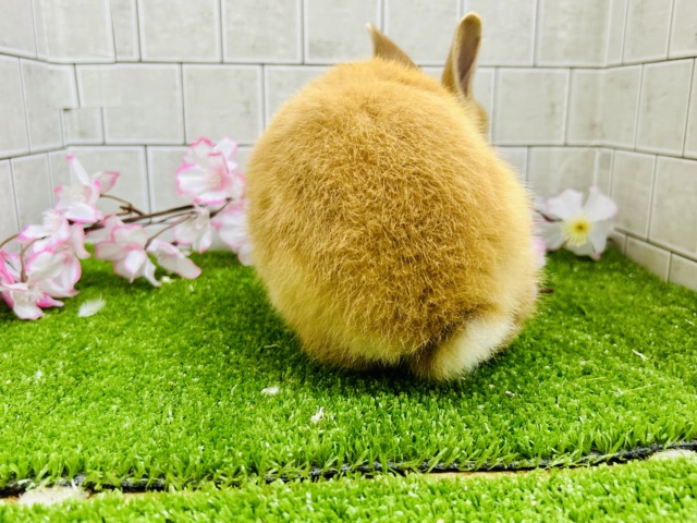 ネザーランドドワーフ