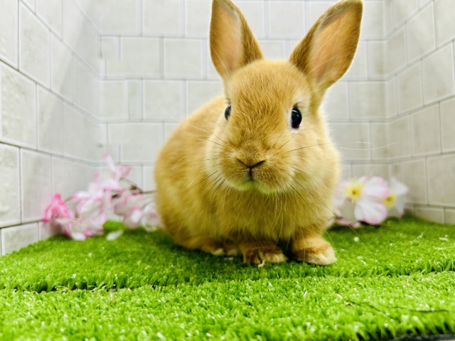 ネザーランドドワーフ