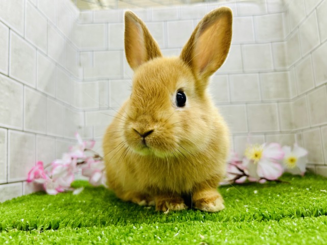 もっちもちみたらし団子🍡　ネザーランドドワーフ