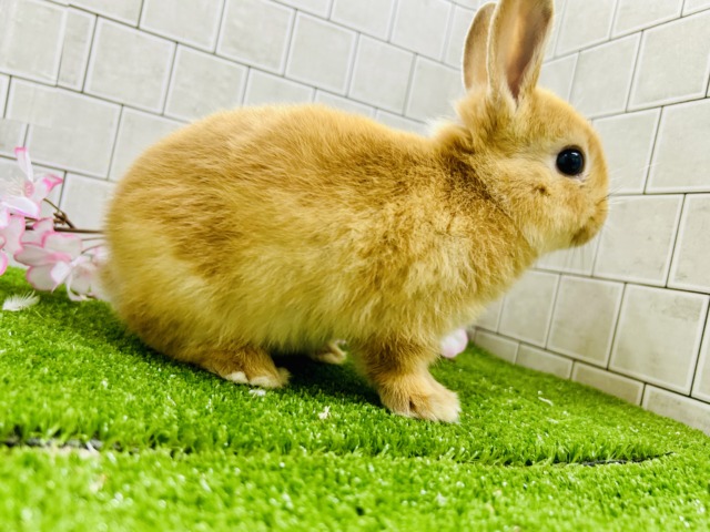 ネザーランドドワーフ