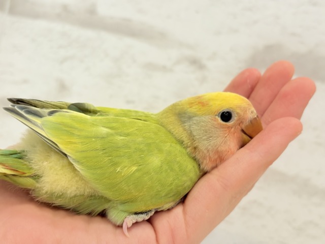 コザクラインコ（小桜インコ）
