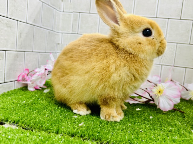 ネザーランドドワーフ