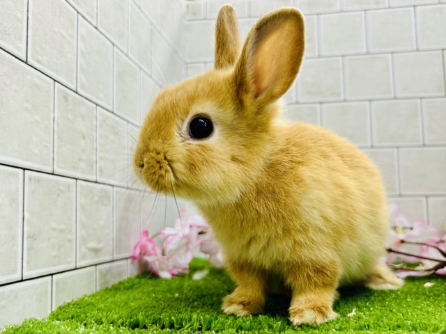 ネザーランドドワーフ