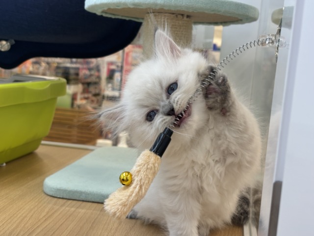 ネヴァマスカレード