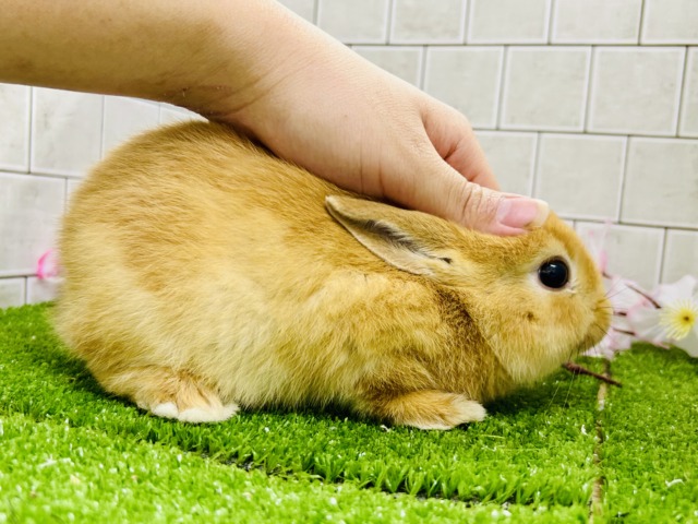 ネザーランドドワーフ