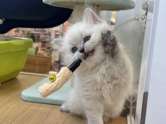 ネヴァマスカレード