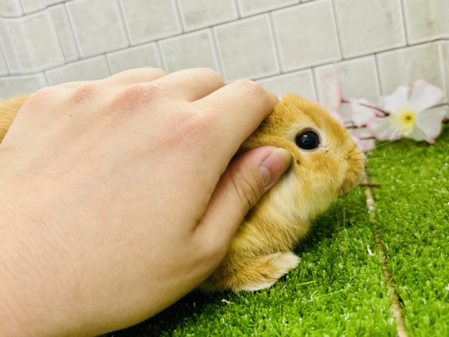 ネザーランドドワーフ