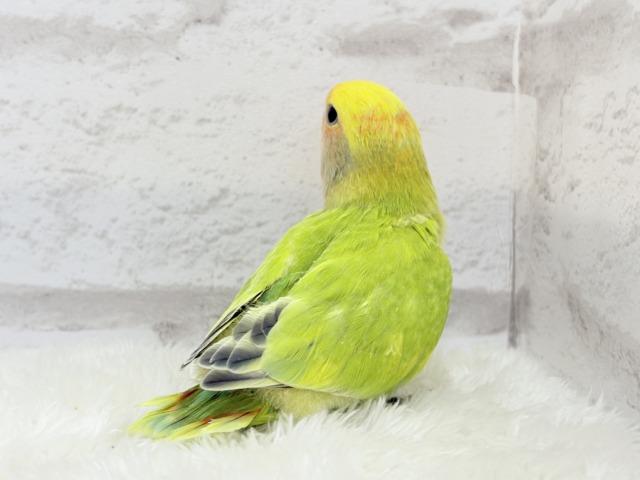 コザクラインコ（小桜インコ）