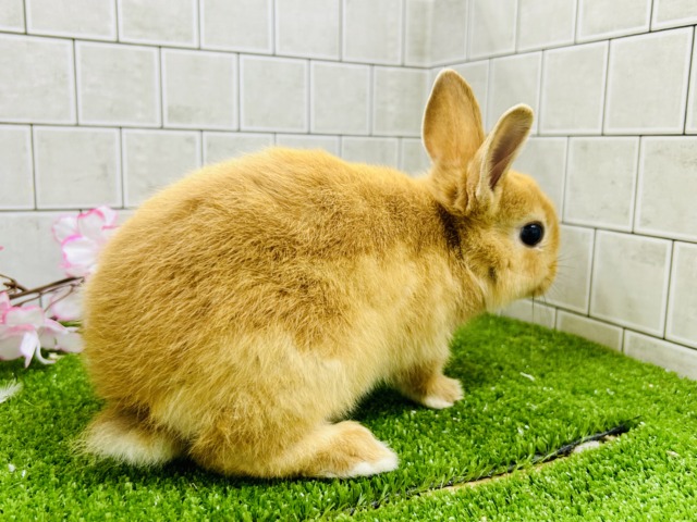 ネザーランドドワーフ