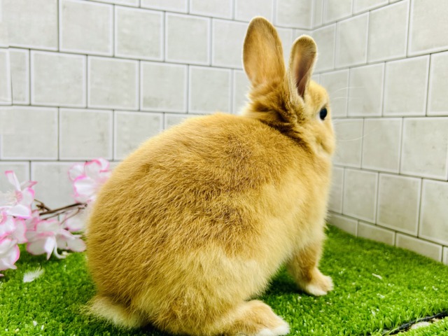 ネザーランドドワーフ