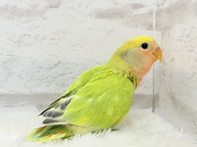 コザクラインコ（小桜インコ）