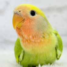 【最新画像更新🪄】花束カラーに癒される🐣💐コザクラインコ(タイガーチェリー) ヒナ