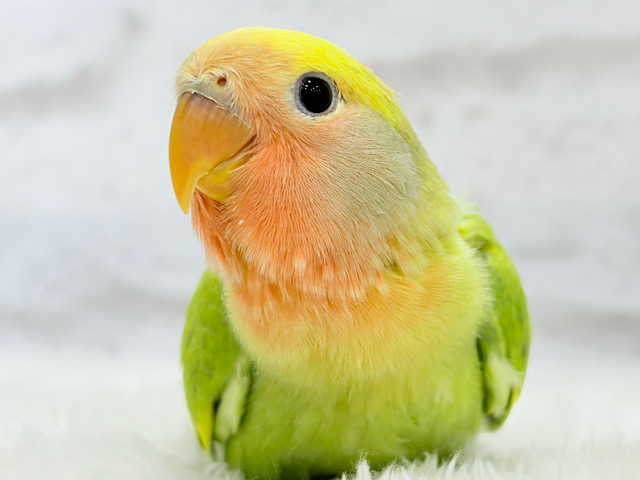 【最新画像更新🪄】花束カラーに癒される🐣💐コザクラインコ(タイガーチェリー) ヒナ