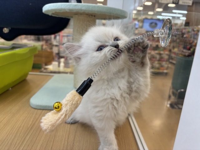 ネヴァマスカレード