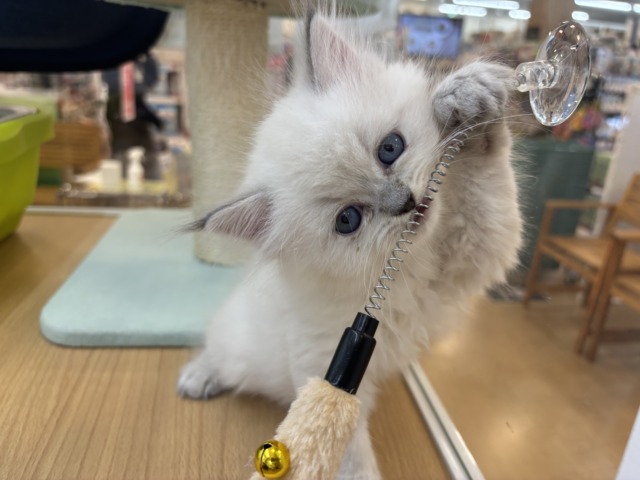 ネヴァマスカレード