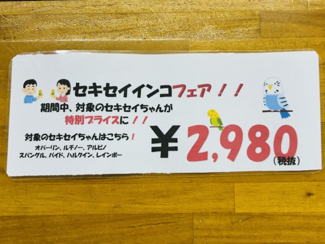 春だ！GWだ！　トリさんのお世話をはじめてみませんか？？