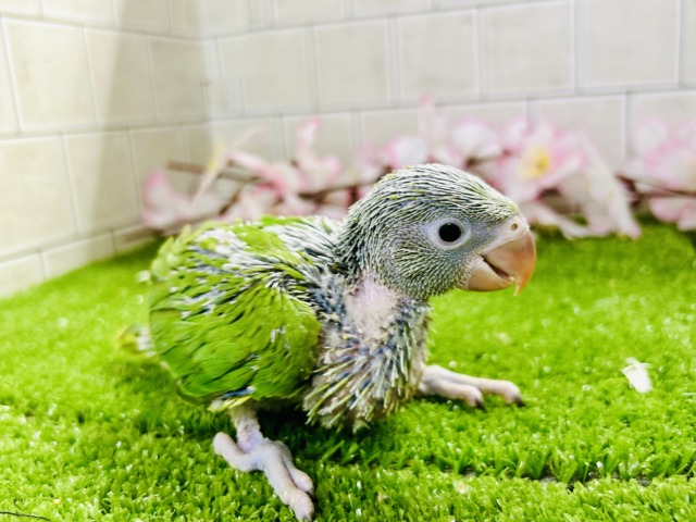 【最新画像更新☆☆】かなりお久しぶりの入舎では?? ワカケホンセイインコ ワカケホンセイインコ(月の輪インコ)