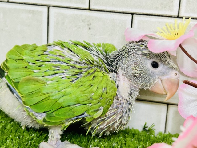 ワカケホンセイインコ（月の輪インコ）
