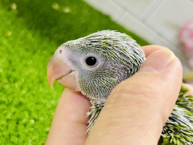 【最新画像更新☆☆】かなりお久しぶりの入舎では?? ワカケホンセイインコ ワカケホンセイインコ(月の輪インコ)