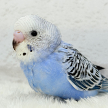 【最新画像更新🪄】わた毛に包まれた妖精さん🐣🌟セキセイインコ(オパーリン) ヒナ