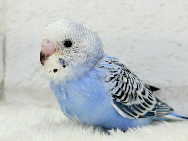 【最新画像更新🪄】わた毛に包まれた妖精さん🐣🌟セキセイインコ(オパーリン) ヒナ