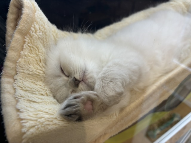 ネヴァマスカレード