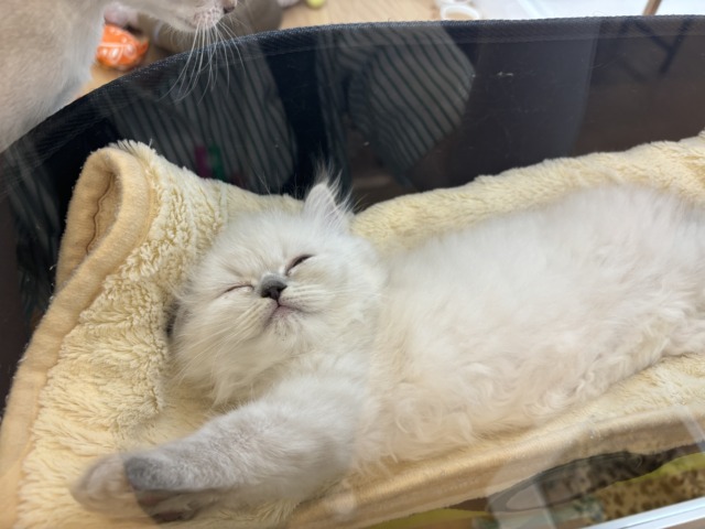 ネヴァマスカレード