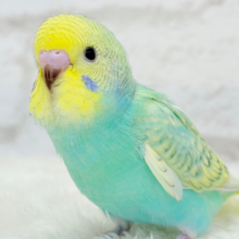 【最新画像更新🪄】トレードマークは背中の模様さっ🐣‪☆セキセイインコ(パステルカラーレインボースパングル) ヒナ