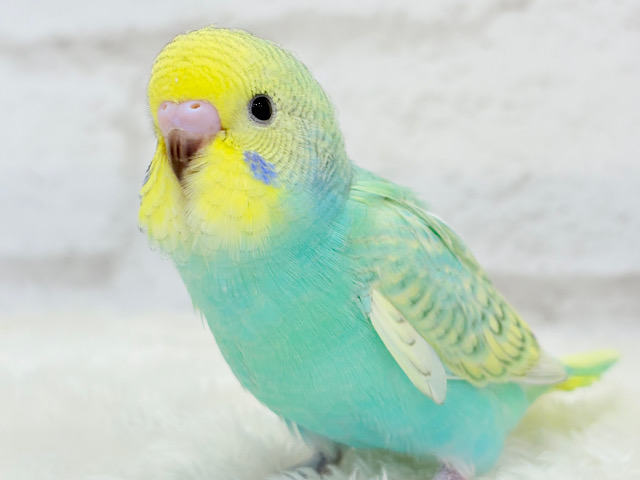 【最新画像更新🪄】トレードマークは背中の模様さっ🐣‪☆セキセイインコ(パステルカラーレインボースパングル) ヒナ