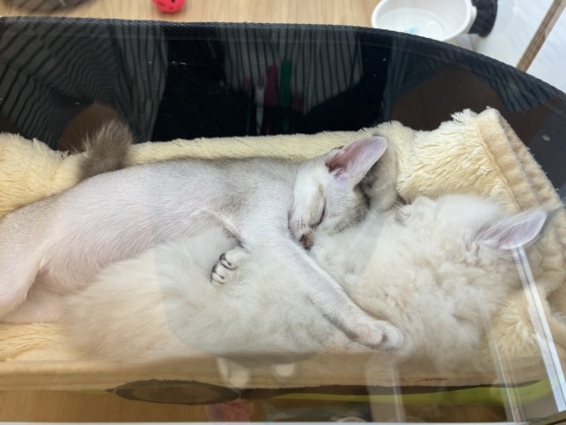 ネヴァマスカレード