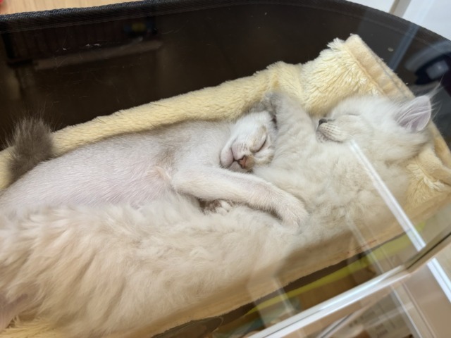 ネヴァマスカレード