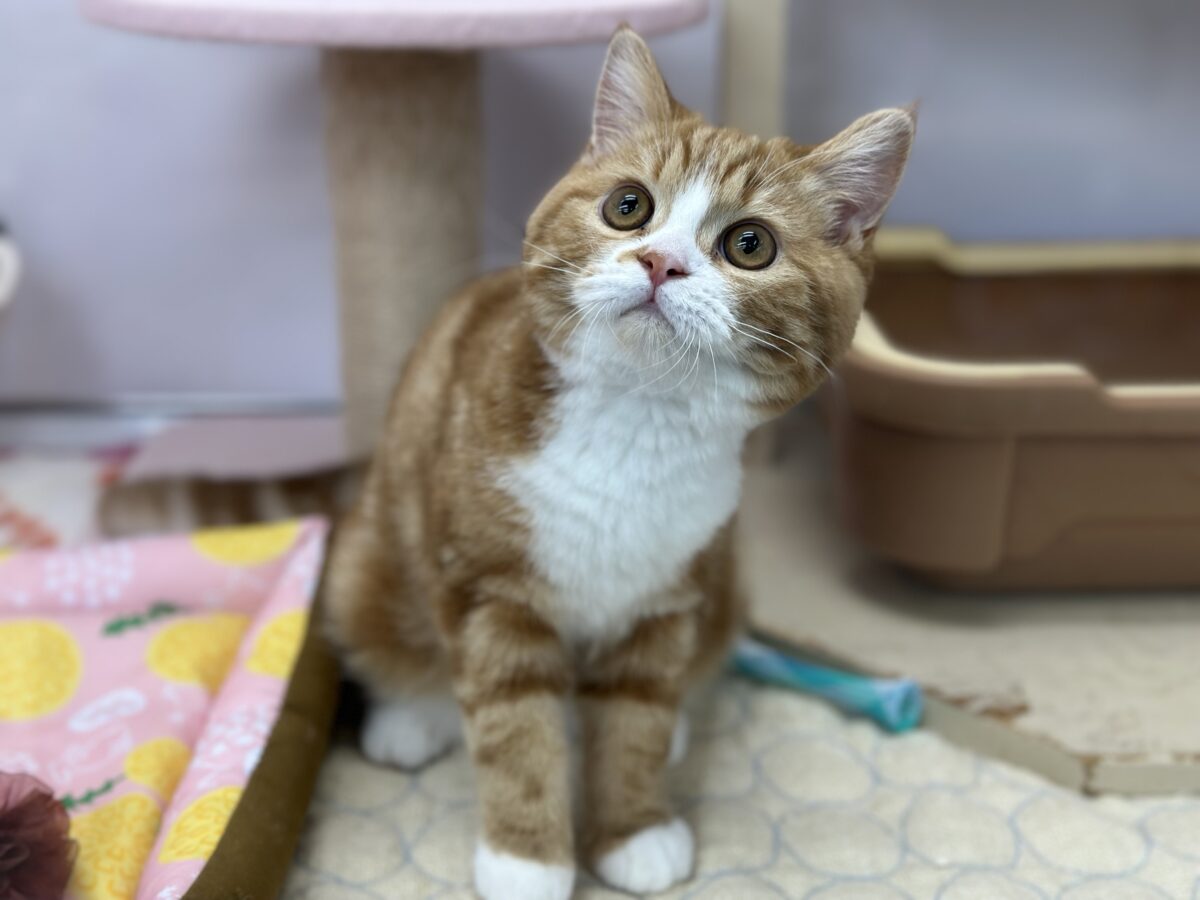 スコティッシュストレート