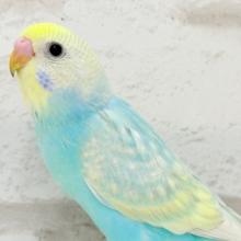 【最新画像更新🪄】暑い季節にしゅわしゅわソーダ🍸🫧セキセイインコ(パステルレインボー) ヒナ