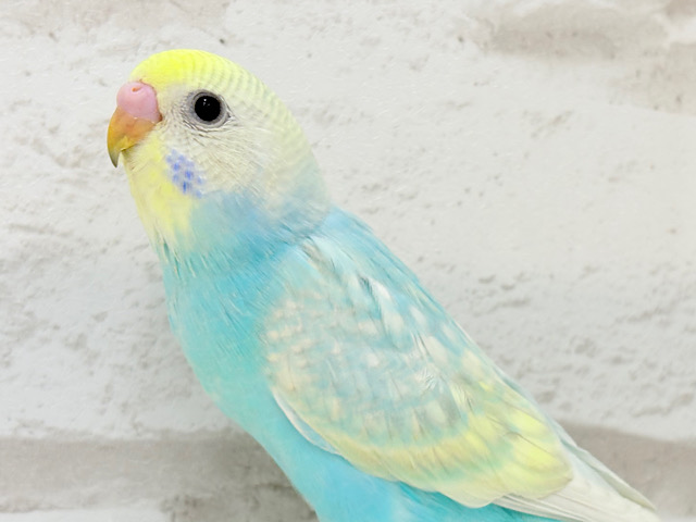 【最新画像更新🪄】暑い季節にしゅわしゅわソーダ🍸🫧セキセイインコ(パステルレインボー) ヒナ