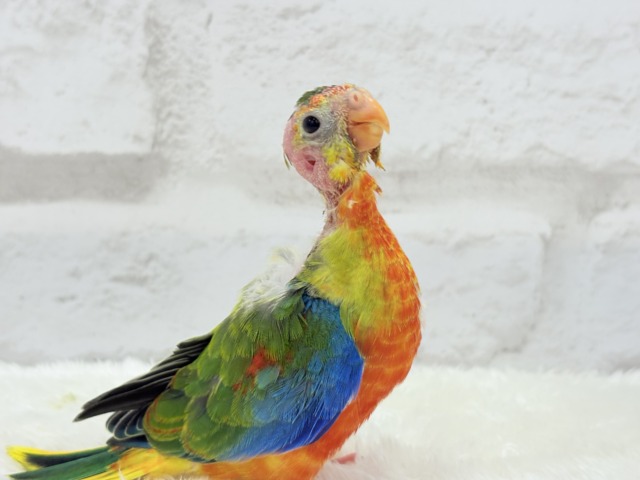 キキョウインコ（桔梗インコ）