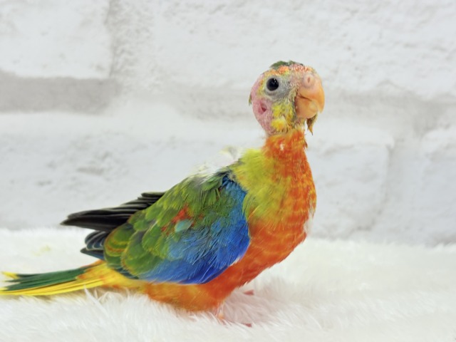 キキョウインコ（桔梗インコ）
