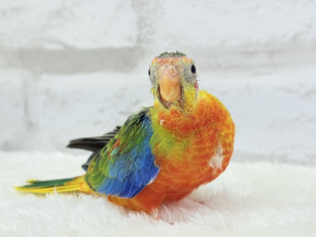 キキョウインコ（桔梗インコ）