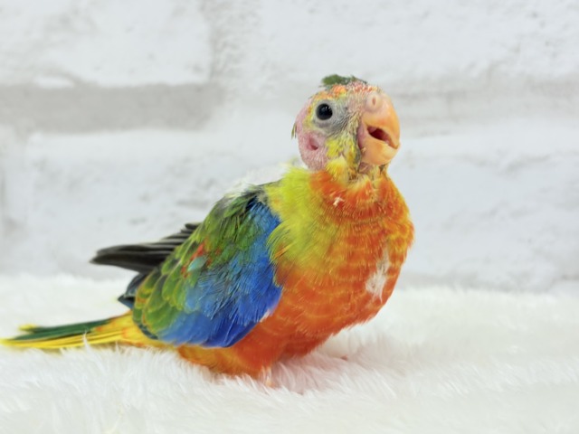 キキョウインコ（桔梗インコ）