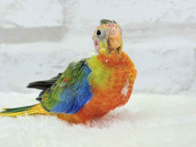 キキョウインコ（桔梗インコ）