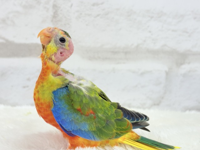 キキョウインコ（桔梗インコ）