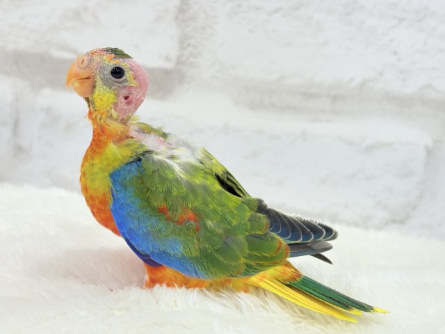 キキョウインコ（桔梗インコ）