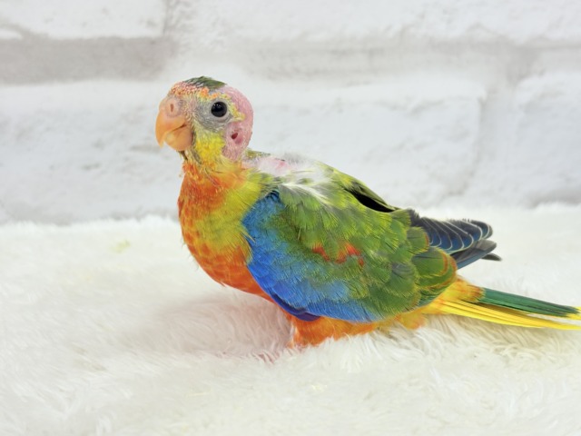 キキョウインコ（桔梗インコ）
