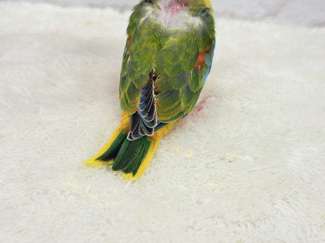 キキョウインコ（桔梗インコ）