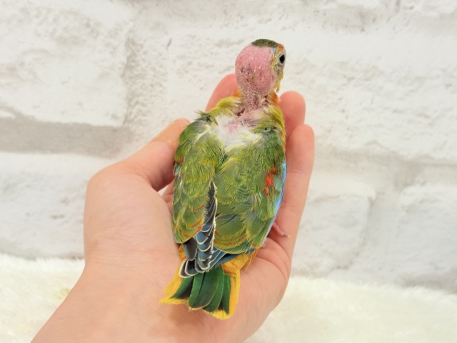 キキョウインコ（桔梗インコ）