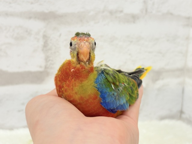 キキョウインコ（桔梗インコ）
