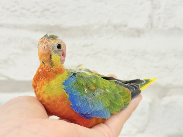 キキョウインコ（桔梗インコ）