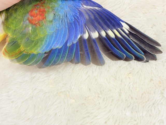 キキョウインコ（桔梗インコ）